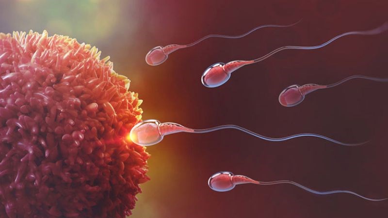 Chiết xuất bạch tật lê có thể cải thiện khả năng sinh sản của nam giới