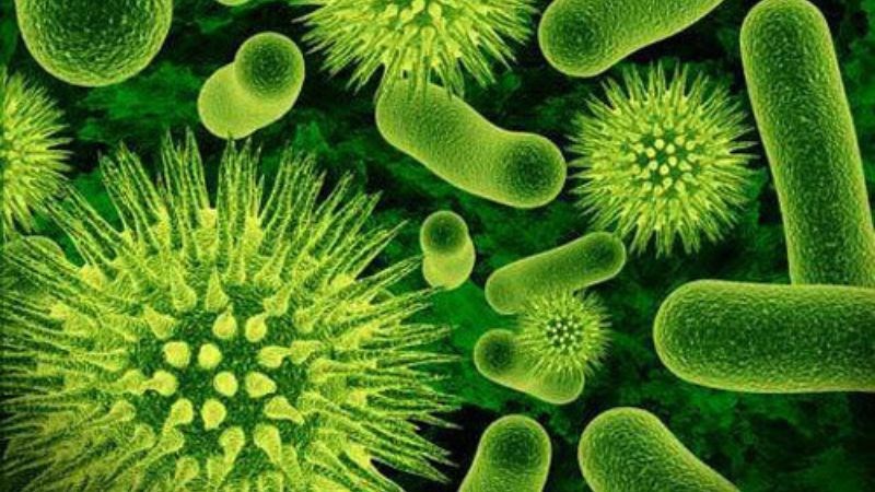 Nấm linh chi giúp ức chế sự nhân lên một số loại vi khuẩn, virus