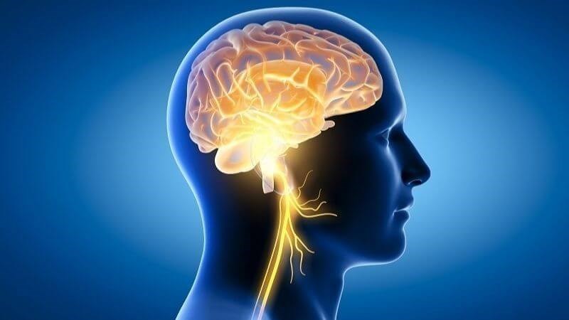Chiết xuất hạt nho giúp cải thiện khả năng chú ý, ngôn ngữ và trí nhớ Chiết xuất hạt nho giúp cải thiện khả năng chú ý, ngôn ngữ và trí nhớ