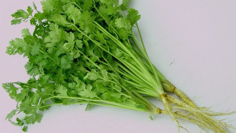 Giữ lại phần rễ cây giúp bạn bảo quản mùi tây lâu hơn
