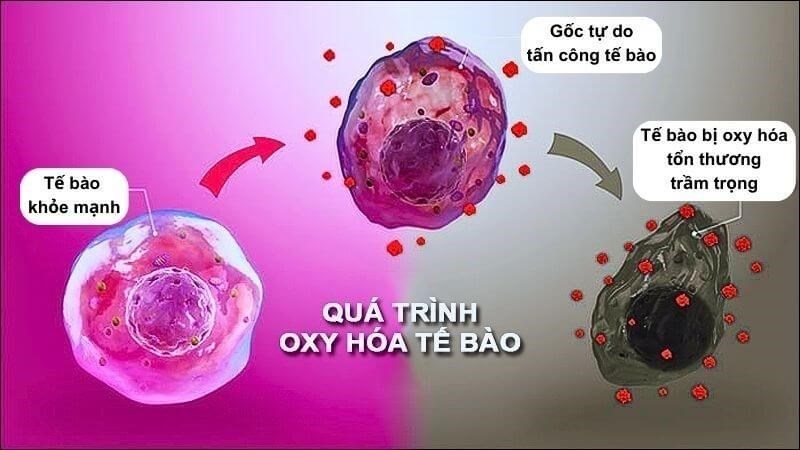 Cỏ lúa mạch giàu chất chống oxy hóa