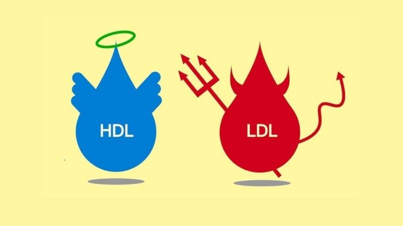 Lượng cholesterol máu có thể được điều chỉnh nhờ sử dụng L-Carnitine