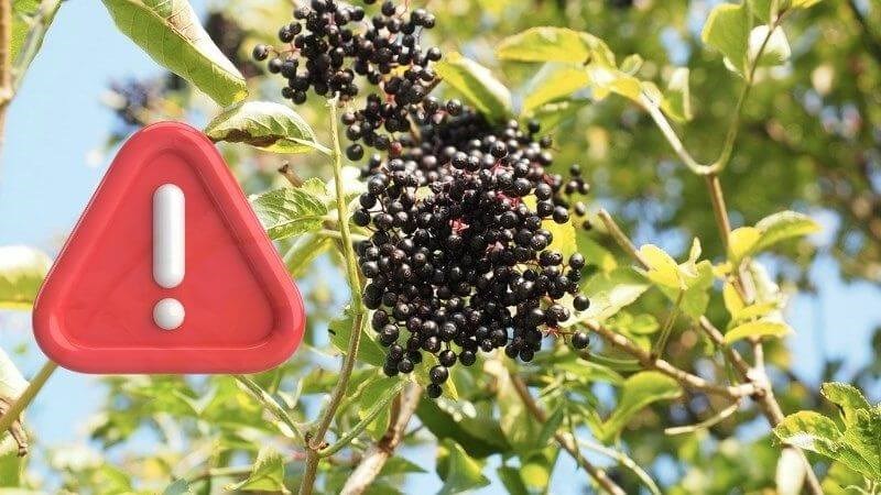 Những điều bạn cần biết khi sử dụng quả cơm cháy Những điều bạn cần biết khi sử dụng quả cơm cháy