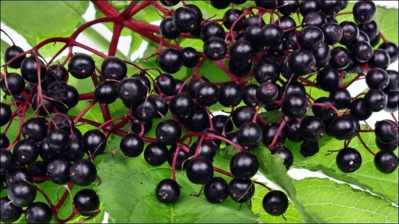 Quả cơm cháy giàu vitamin C, chất xơ và các chất chống oxy hóa mạnh