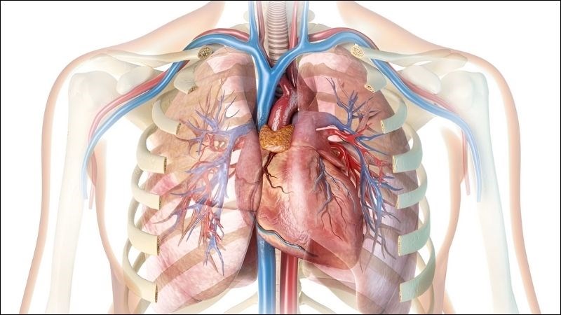 Quả cơm cháy cải thiện sức khỏe tim mạch nhờ khả năng làm giảm chất béo và cholesterol