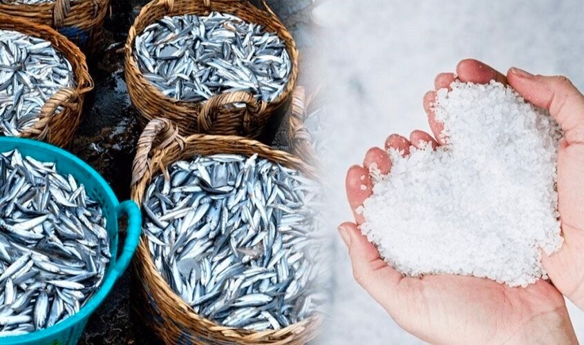 Muối và cá tươi là 2 nguyên liệu chính làm nước mắm nhĩ cá cơm