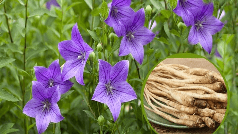 Hoa cát cánh có hình chuông, màu xanh lam và mép có 5 thùy, các thùy có gân nổi rõ