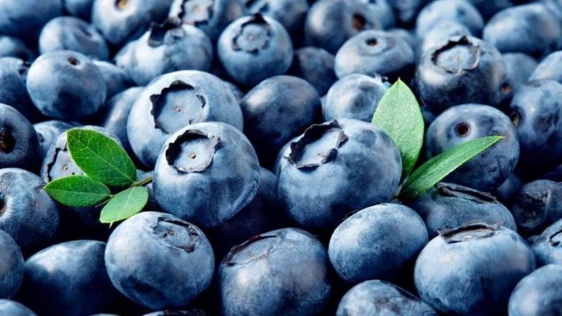 Việt quất có tên khoa học là Vaccinium myrtillus