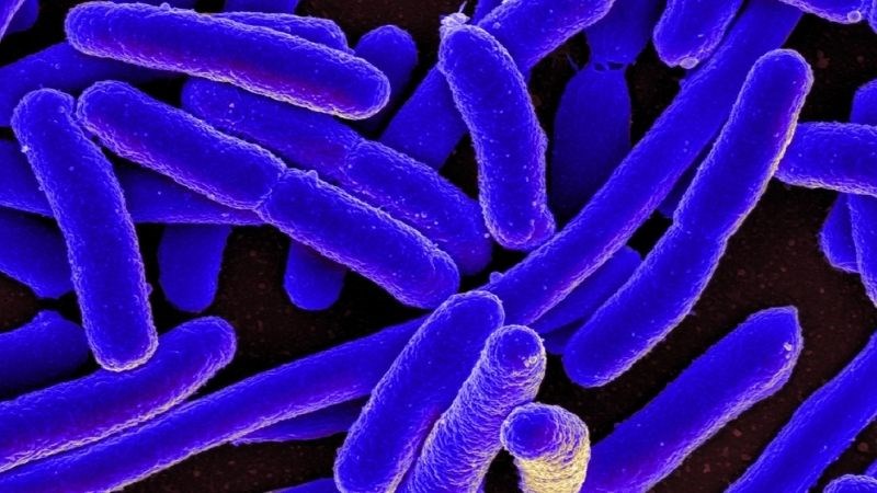 Việt quất giúp ngăn không cho E.coli bám lên thành bàng quang để gây bệnh