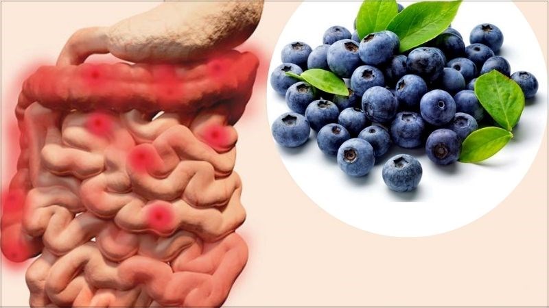 Việt quất có khả năng làm giảm các triệu chứng của bệnh viêm loét đại tràng