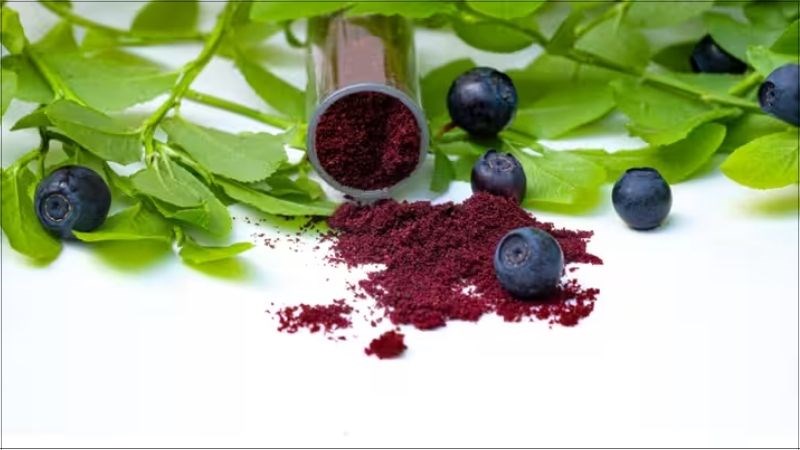 Bạn có thể sử dụng bilberry bằng các chế phẩm khác nhau, ví dụ như bilberry dạng bột