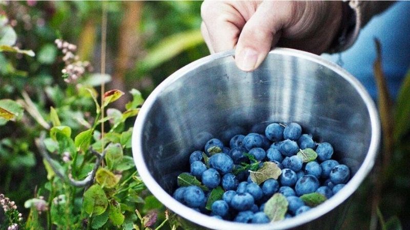 Việt quất có chứa nhiều chất dinh dưỡng tốt cho cơ thể
