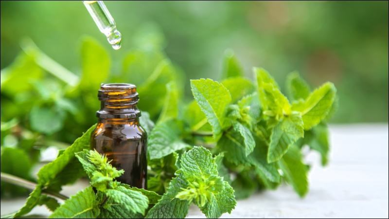 Tinh dầu bạc hà giãn cơ tự nhiên giúp giảm co thắt thức quản