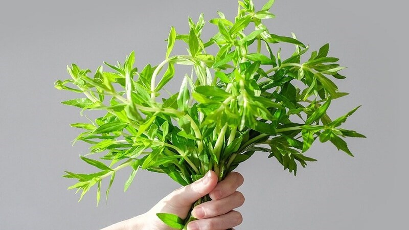 Rau ngổ làm tăng lưu lượng nước tiểu, giúp sỏi thận dễ dàng bị đào thải