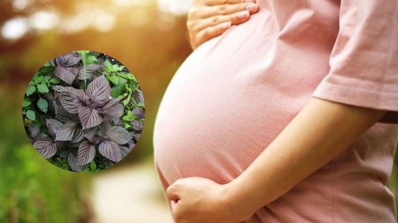 Phụ nữ mang thai dùng nhiều tía tô có thể gây tăng huyết áp