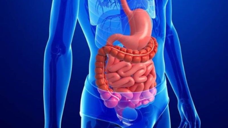 Chiết xuất ​​lá tía tô giúp cải thiện chứng đầy hơi, khó chịu ở bụng