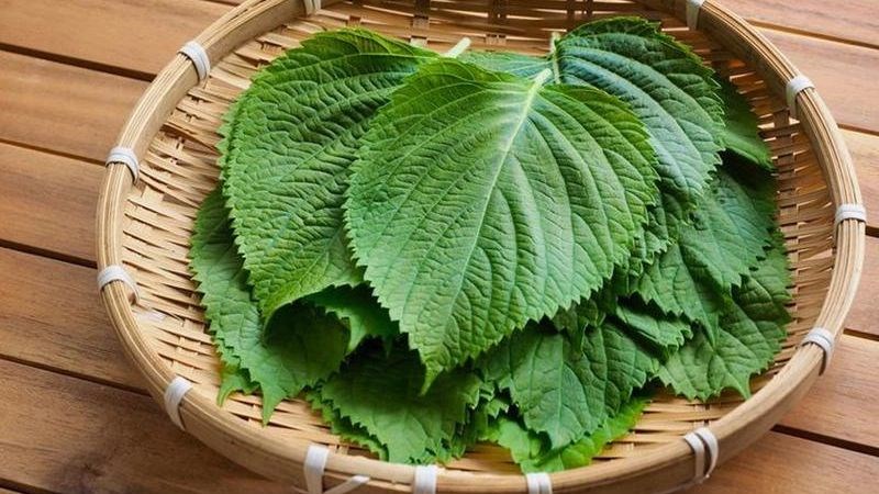 Tía tô được sử dụng như một loại rau ăn hàng ngày