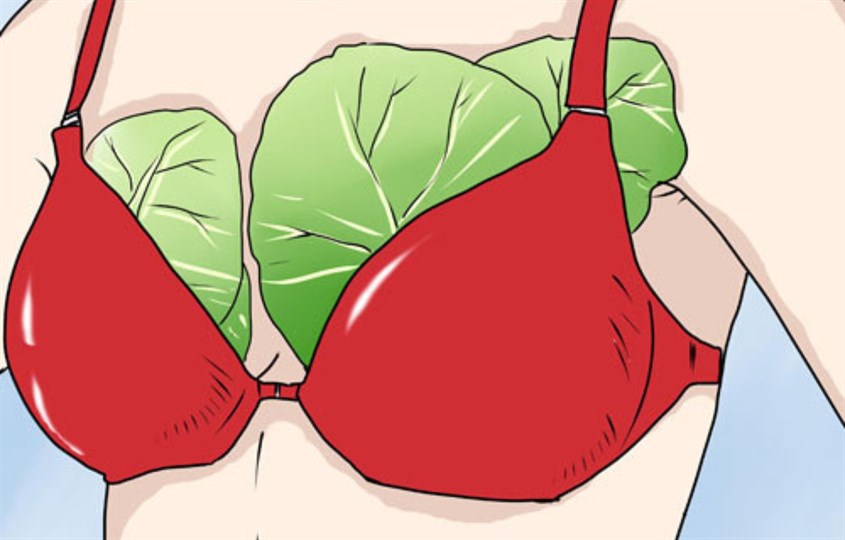 Đắp lá cải lên ngực giúp mẹ giảm căng tức sữa