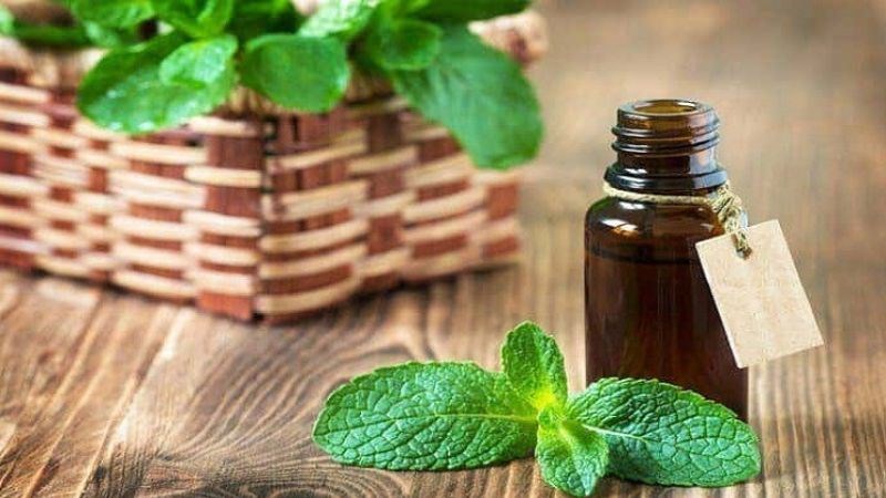 Tinh chất bạc hà giúp làm mát, dịu da có thể giảm đau rát khi cháy nắng