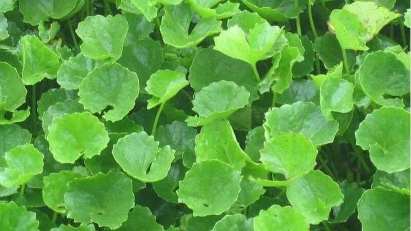 Rau má là một loại cây thuộc họ rau mùi tây Rau má là một loại cây thuộc họ rau mùi tây