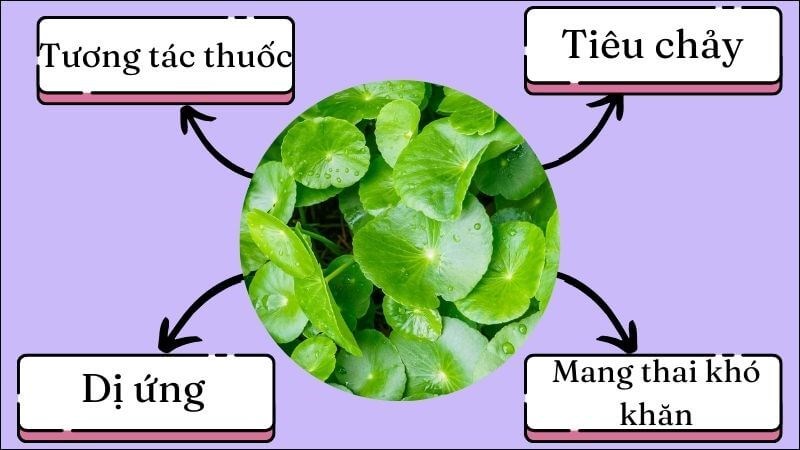 Các tác dụng phụ thường gặp khi sử dụng rau má Các tác dụng phụ thường gặp khi sử dụng rau má