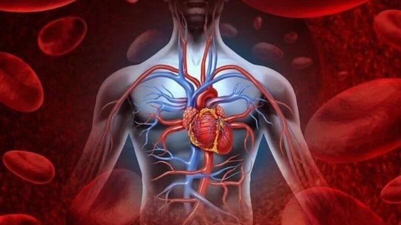 Rau má cải thiện tuần hoàn và làm bền tĩnh mạch Rau má cải thiện tuần hoàn và làm bền tĩnh mạch