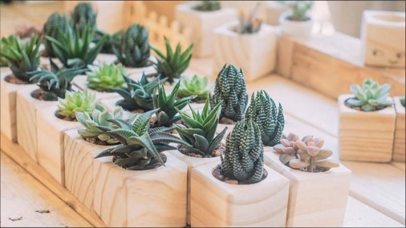 Chậu c&acirc;y cảnh tặng d&agrave;nh những c&ocirc; gi&aacute;o y&ecirc;u thi&ecirc;n nhi&ecirc;n