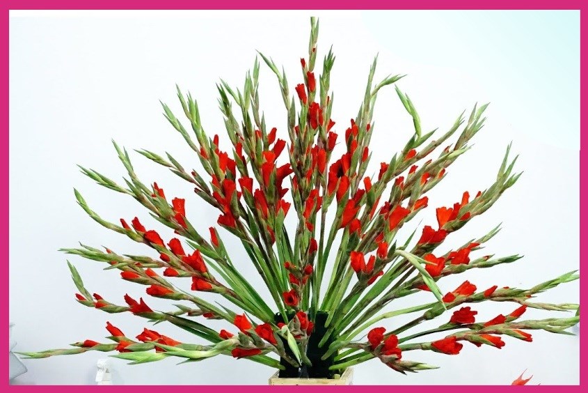 Cách cắm hoa lay ơn cách cắm hoa lay ơn đẹp nhất để tạo sự tinh tế và ...