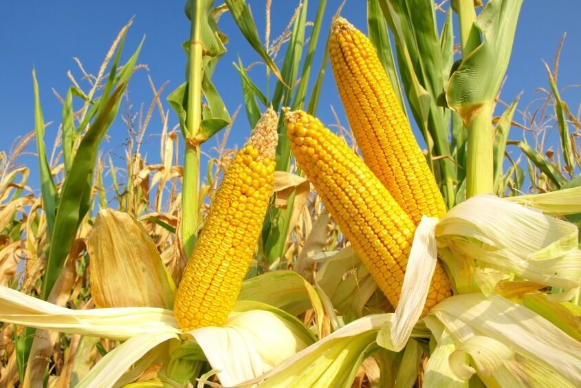 Can pregnant women eat corn? Suggest delicious corn dishes for pregnant