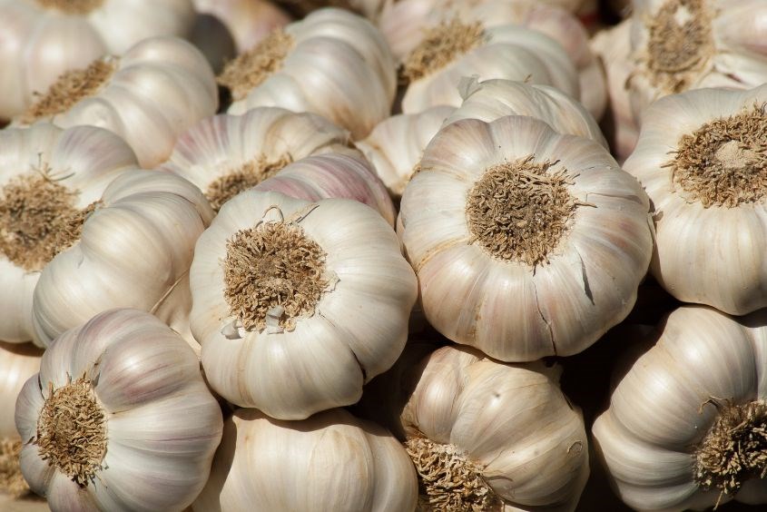 Can pregnant women eat garlic? Should only be eaten in small doses