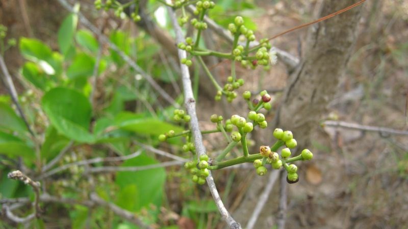 Vỏ cây vối hỗ trợ điều trị bỏng, giúp giảm đau, chống nhiễm khuẩn