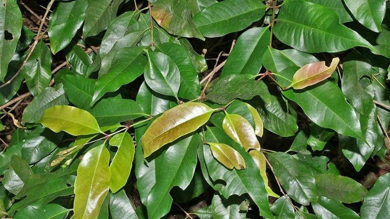 Lá vối có thể dùng để giải độc lá ngón