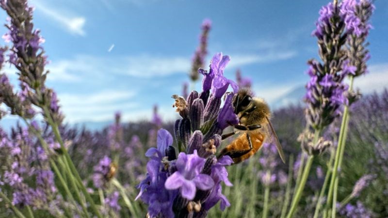 Ảnh được chụp bằng camera sau của iPhone 15