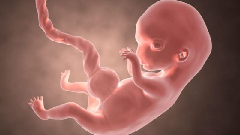 3 tháng đầu là thời điểm cơ quan và hệ thống trong cơ thể thai nhi bắt đầu phát triển 3 tháng đầu là thời điểm cơ quan và hệ thống trong cơ thể thai nhi bắt đầu phát triển