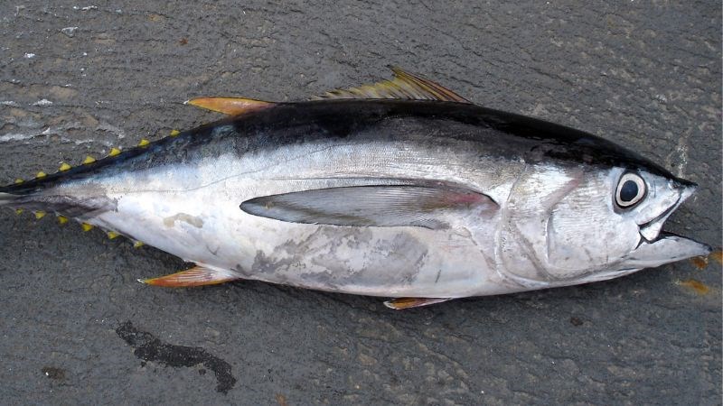 Hải sản chứa thủy ngân ảnh hưởng đến sự phát triển hệ thần kinh của trẻ Hải sản chứa thủy ngân ảnh hưởng đến sự phát triển hệ thần kinh của trẻ