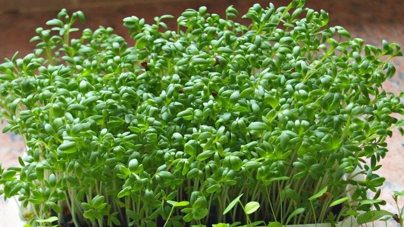 Rau mầm sống chưa rửa sạch chứa vi khuẩn gây nhiễm trùng Rau mầm sống chưa rửa sạch chứa vi khuẩn gây nhiễm trùng