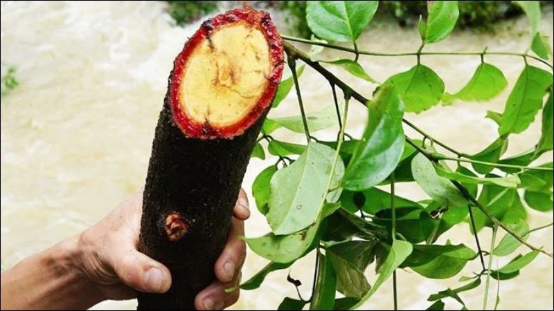 Thân cây kê huyết đằng thường được thu hái từ tháng 8 đến tháng 10