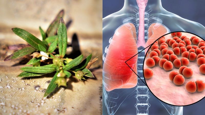 Bạch hoa xà thiệt thảo chữa viêm phổi