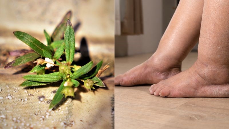 Bạch hoa xà thiệt thảo chữa phù thũng