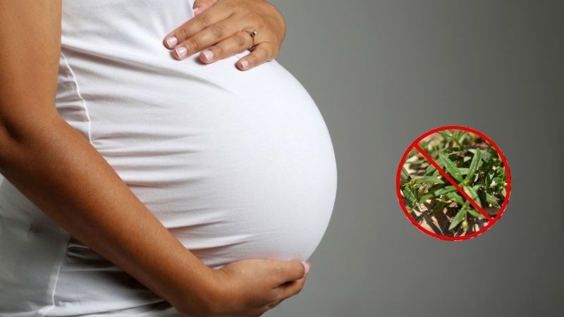 Phụ nữ mang thai và cho con bú không nên dùng loại dược liệu này