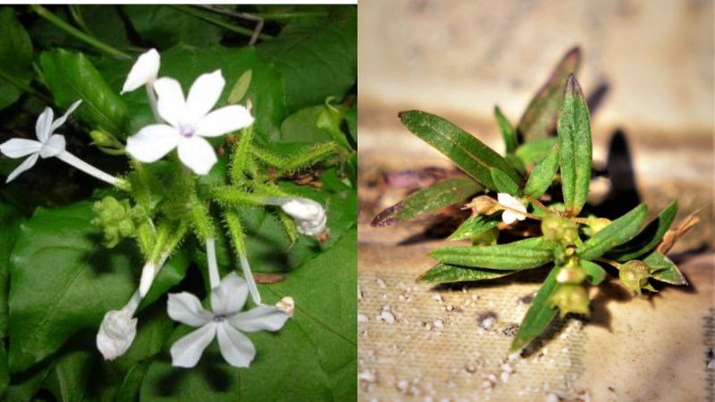 Bên phải là bạch hoa xà, bên trái là bạch hoa xà thiệt thảo