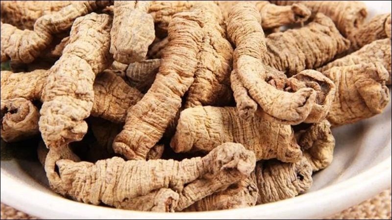 Ba kích thường được trồng ở miền Bắc Việt Nam
