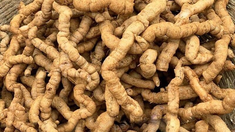 Ba kích có thể dùng làm bài thuốc trị bạch trọc