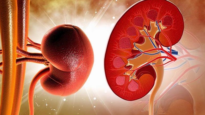 Ba kích có thể hỗ trợ trị chứng sán khí do thận hư