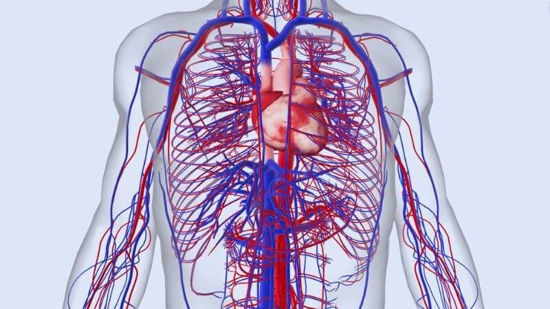 Ớt chuông giàu chất chống oxy hóa bảo vệ tim mạch khỏi các tác nhân gây hại