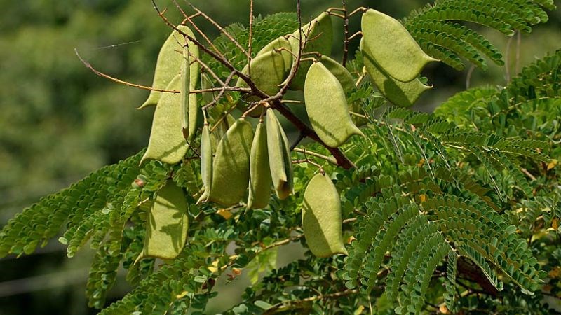Tô mộc là một loại cây thân gỗ có nhiều ứng dụng trong nền y học
