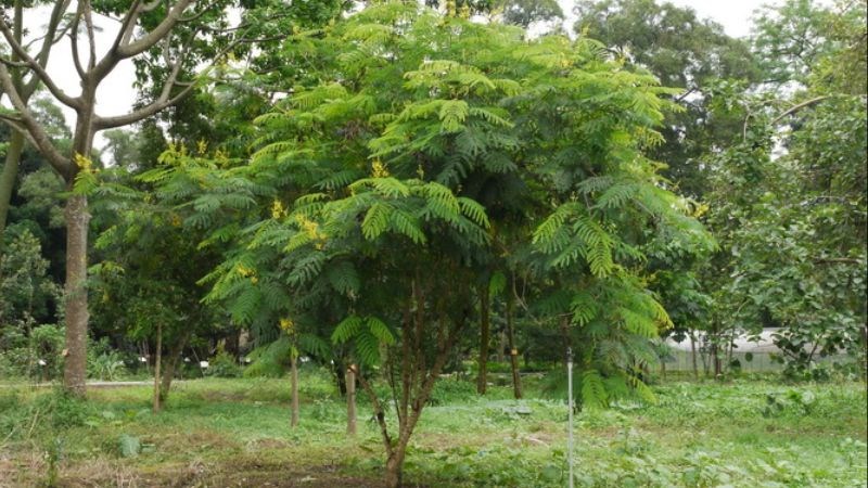 Cây tô mộc thường mọc trên nương rẫy, ven rừng