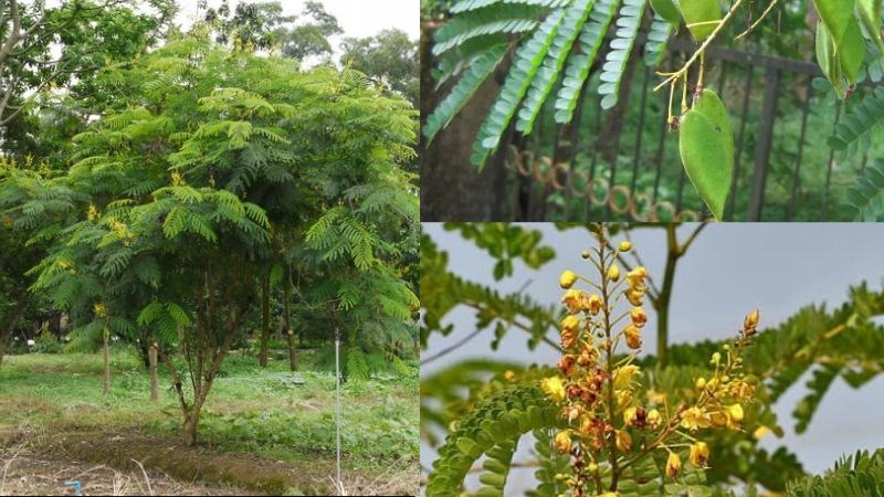 Cây tô mộc có lá kép hình lông chim, hoa vàng, quả dẹt
