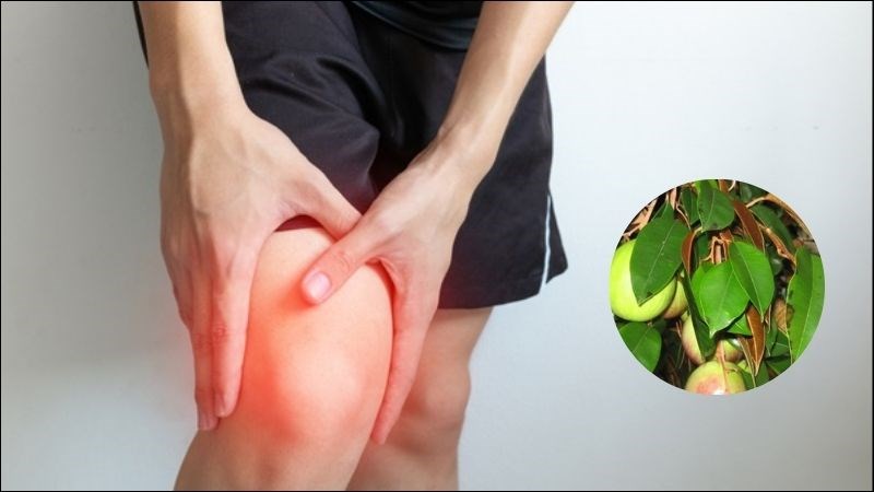 L&aacute; v&uacute; sữa chứa chất kh&aacute;ng vi&ecirc;m c&oacute; t&aacute;c dụng giảm đau khớp