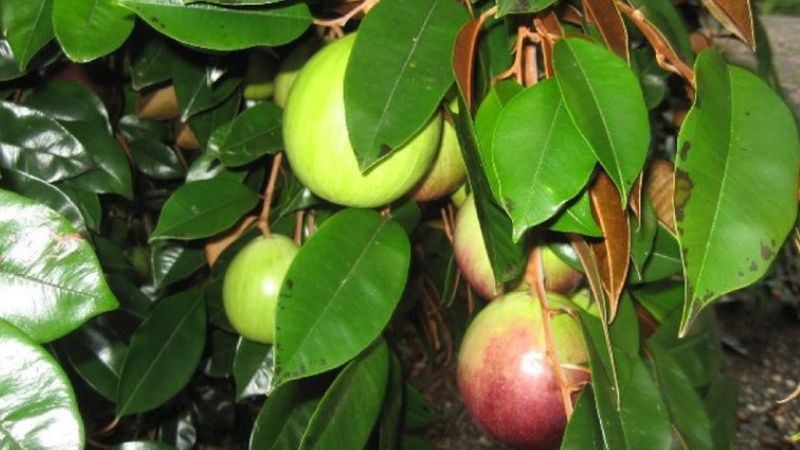 Phụ nữ mang thai hoặc người c&oacute; thể trạng yếu cần thận trọng khi d&ugrave;ng l&aacute; v&uacute; sữa